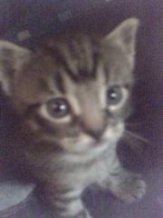 Bengal-Mix Kitten Kleine WILDkatzen