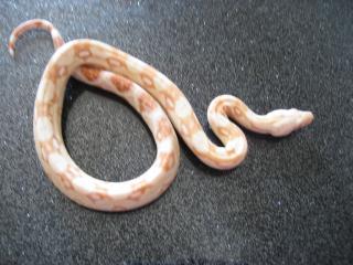 Albino Boabock brain sharp