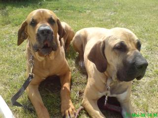Fila Brasileiro Rüde und Hündin SCHEIDUNGSKINDER