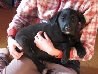 Labrador/Belg. Schäferhundwelpen schwarz suchen neues Zuhause