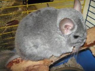 Chinchilla Weibchen Violett