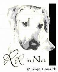 Ridgeback in Not. Wir helfen