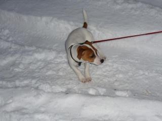 Liebe Jack Russel Dame sucht ein neues Zuhause
