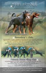 Dobermannwelpen, mit FCI Ahnentafel, aus Tschechei - erstklassige