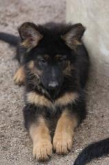 Schäferhundwelpen