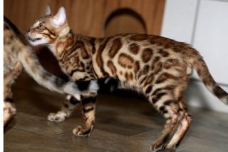 GoldenGlitter Bengalen - Sie suchen etwas Besonderes