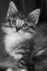 Wir erwarten typvolle Coonie Kitten
