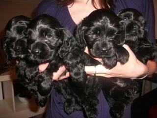 Cocker Spaniel Welpen