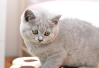 BKH Katzenbabys mit Stammbaum