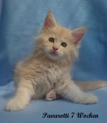 Maine Coon Baby s