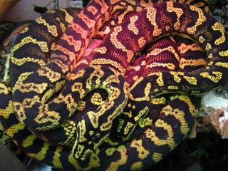 Teppichpythons schwarz/gelb