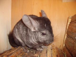 Chinchilla Bock zu verkaufen