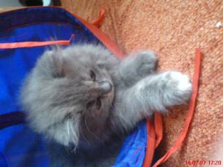 Perserbabys