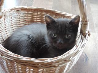2 Bkh-Kitten in chocolate mit Stammbaum abzugeben