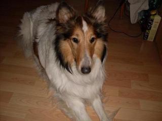 2 Amerikanische Collies, auch getrennt, suchen.