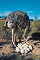 Suche Emu, Straussen und Nandu Bruteier