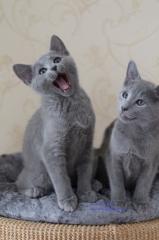 Russisch Blau Kitten