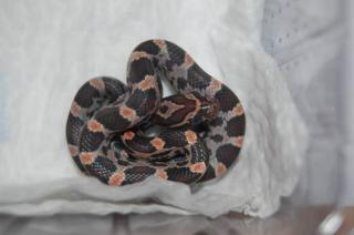Kornnattern Amelanistisch Creamsicles Emory-Guttatus-Hybrid
