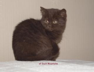 BKH-Kitten in Chocolate