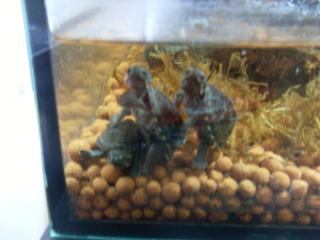 Baby Moschus Schildkröten