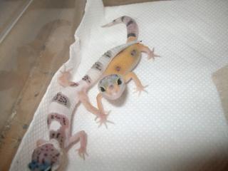 Leopardgecko Nachzuchten 2021 abzugeben