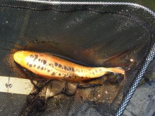 Koi s inkl. Teichzubehör zu verkaufen