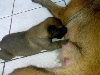 Malinois Welpen