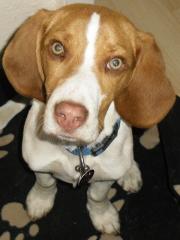 Dringend gut erzogenen braunweißen Beagle Rüden abzugeben