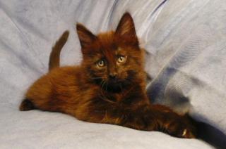 MAINE COON Kitten - Coonies