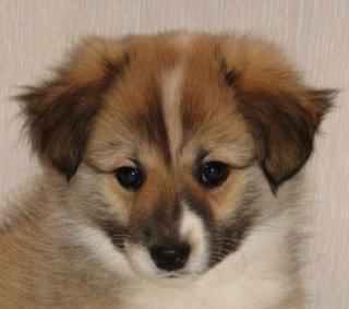 Islandhund Welpe