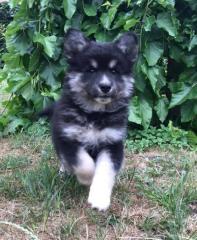 Verkaufe schöne Welpen Hündinnen Finnischer Lapphund mit Stammbaum