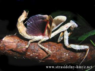 Hierodula viridis, Parasphendale. spec
