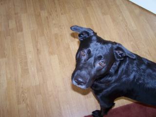 Baron, liebevoller Labrador-Schäferhund-Mix sucht neues Zuhause