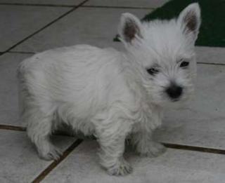 West Highland White Terrier m. P.
