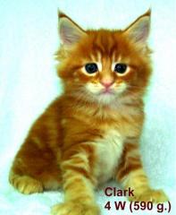 Wunderschöne Maine Coon Kitten