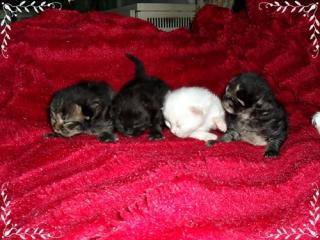 Supersüsse Kitten Sibirische Waldkatzen