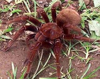 Pseudotheraphosa apophysis, Goliathvogelspinne