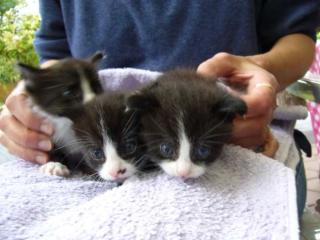 Katzenbabys Doro 1-3 in verantwortungsvolle Hände zu vermitteln