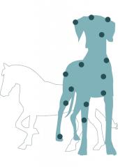 Tierphysiotherapie
