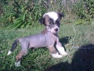 Chinesischer Schopf Hund Welpen