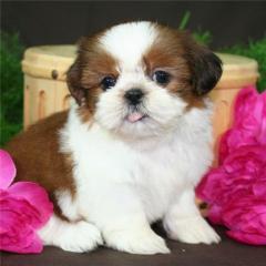 Shih-Tzu-Welpen vom Spatzenhaus VDH-FCI