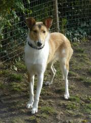 Kurzhaarcolliehündin 2, 5 Jahre alt sucht tolles zu Hause
