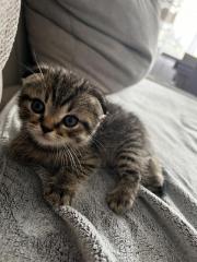 BKH Kitten
