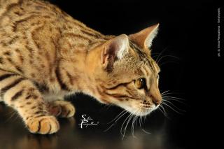 Traumhafte Bengalkatzen - neue Zuchtgeneration bei www. Bengalkatzen. com, Bengalk