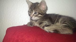 Zwei wunderschöne main coon kätzchen abzugeben