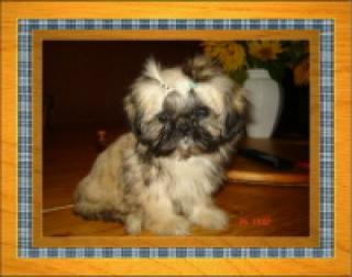 Shih-Tzu
