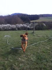 Amigo 2 Jahre alter Ridgeback Viszlar-Mix sucht ein liebes Zuhause