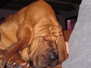 Bloodhounds of Samaria // Bekannt aus dem TV