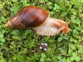 Biete Achatschnecken Achatina fulica