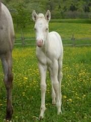 Cemello Appaloosa Stutfohlen zu verkaufen